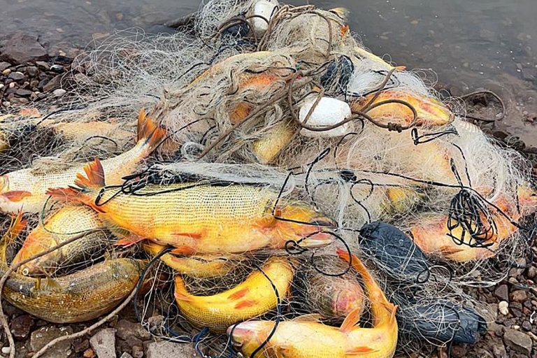 Dorados muertos en trasmallos ilegales. Dorados muertos en trasmallos ilegales.